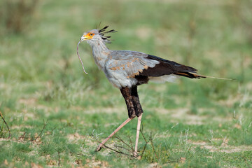 A secretary bird (Sagittarius serpentarius) hunting in natural habitat, South Africa.