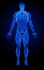 Trapezius Front Anatomy Muscles X-ray 