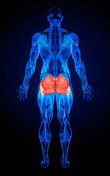 Gluteus Maximus Images – Browse 15,126 Stock Photos, Vectors, and