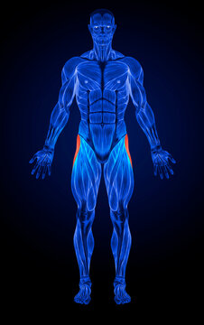 Tensor Fasciae Latea Anatomy Muscles X-ray 