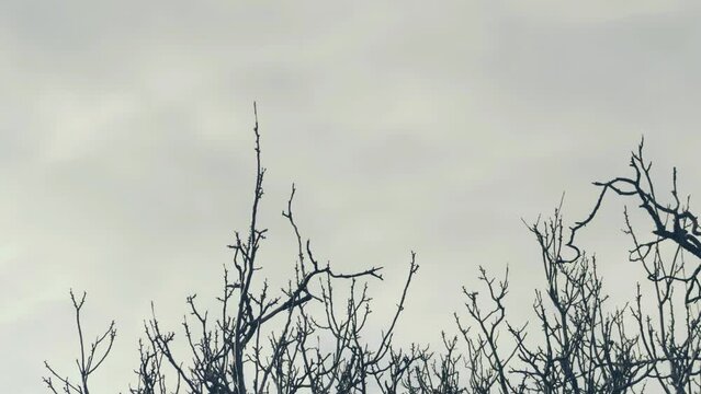 timelapse of the movement of branches against the background of moving clouds