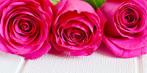 bouquet of three bud of red roses in a row close up with copy space. Wide screen wallpaper