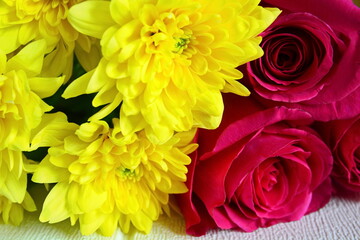Flower wallpaper. Bouquet of yellow chrysanthemums close up on a background of red roses. Selective focus
