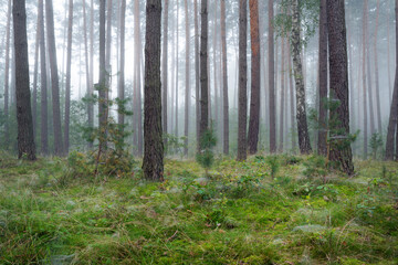 Beautiful foggy morning in green forest