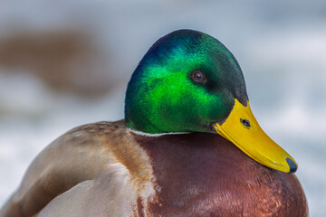 Portrait of male Mallard duck - Anas platyrhynchos