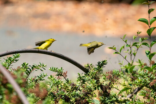A Wilson warbler in a farmers garden