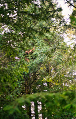 grandes arboles verdes en medio del bosque
