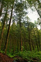 grandes arboles verdes en medio del bosque