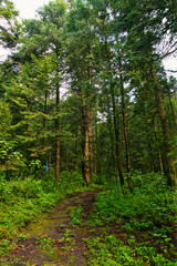 camino en medio del bosque verde