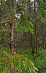 grandes arboles verdes en medio del bosque