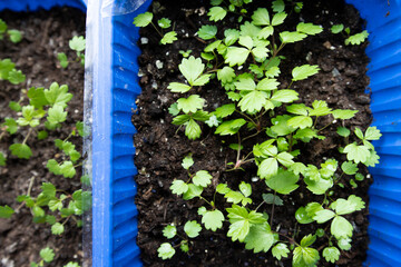 Strawberry seedlings in a blue tray on the windowsill top view. Growing berries at home.
