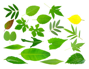 Tropical Leaves on transparent png