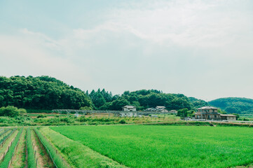 Obraz premium 夏の田舎風景