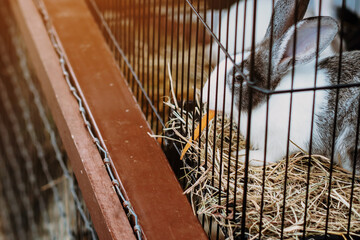 Cute pretty rabbit eating a carrot in fence. White and black spotted  domestic rabbit eats in cage,...