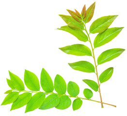 Close up shot of fresh gooseberry green leaves.