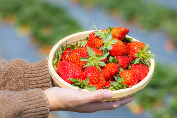 Basket of the strawberry in the farm