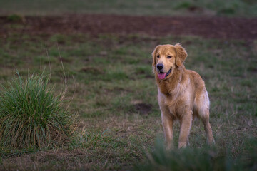 2023-03-11 A YOUNG GOLDEN RETRIEVER STANDING IN A FIELD STARING WITH MOUTH OPEN TOUNGE OUT AT MARYMOOR OFF LEASH DOG PARK