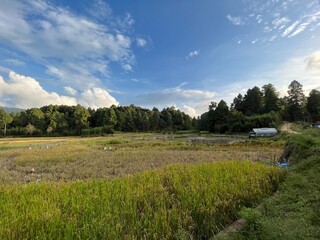 Paddy Fields and Pine Forests Under a Clear Blue Sky. Picture of Ziro valley Arunachal Pradesh