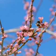 Bumblebee on a branch with pink flowers against a blue sky
