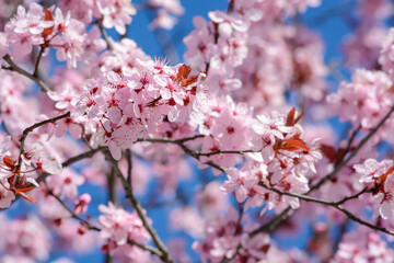 Branch with pink cherry flowers on a blurred background