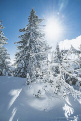 Alpine mountains landscape with white snow and blue sky. Sunset winter in nature. Frosty trees under warm sunlight.  Hiking winter to kralova hola, low tatras slovakia landscape © Zedspider