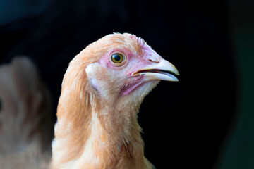 a domestic yellow chicken photograph