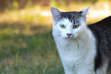 A white faced tabby cat on the lawn