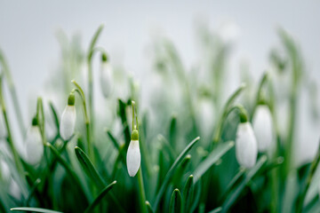 Obraz na płótnie Canvas Natural spring flowers- white snowdrops with shallow depth of field.