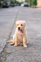 Portrait of cute Little golden retriever yawning