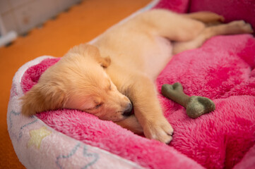 Little cute golden retriever sleeping on bed with toy
