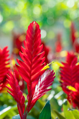 bromeliad or vriesea splendens flower