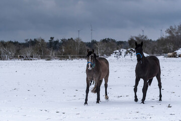 Pferde laufen im Schnee