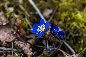 Blue anemone 3 flower and bud early in spring
