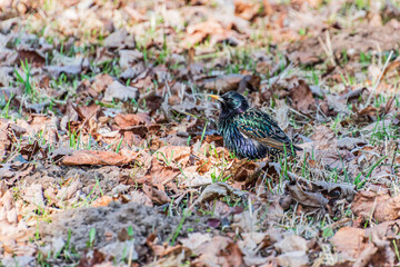 black starlings have already flown back on the Spring meadow