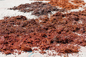 Fototapeta premium Drying grape fruit on a sun to produce raisin