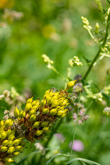 Gentiana lutea growing in mountains	