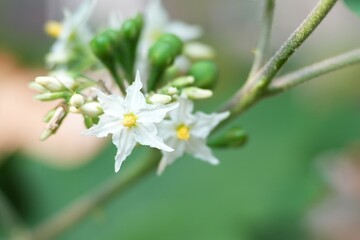 Two white flowers blooming on a branch