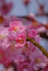 風景素材　陽光に映える綺麗な枝垂れ梅の花