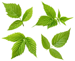 Raspberry leaf isolated on white background