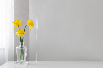 yellow spring daffodils in glass vase on white background