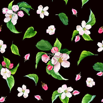 Seamless pattern with apple tree blooms, buds and leaves. Watercolor illustration isolated on black background