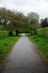 Walkway with trees and plants in park