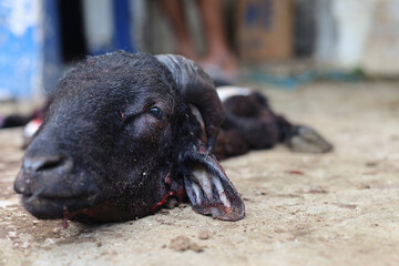 A head of slaughtered goat or sheep during Eid Al-Adha, Muslim's sacrificial animals moment.
