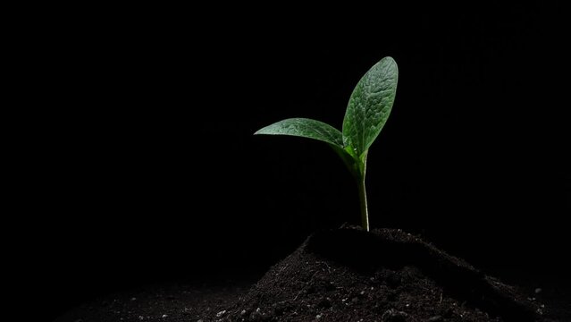 Close-up of a sprout of a squash during the rain on a black background.