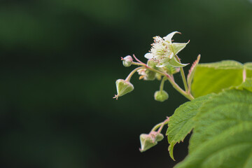 Flowering wild raspberry plant.