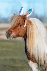 Lovely shetland pony with bunny ears on its head. Funny Easter bunny.