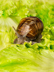 Burgundy snail eating a lettuce leaf – photo 
