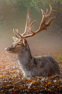 a buck stag deer sitting in the forest on leaves