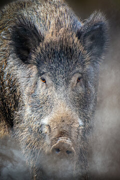 close-up portrait of a wild boar pig