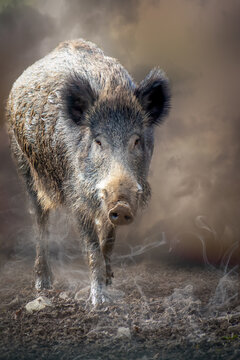 close-up portrait of a wild boar pig standing in a cloud of dust